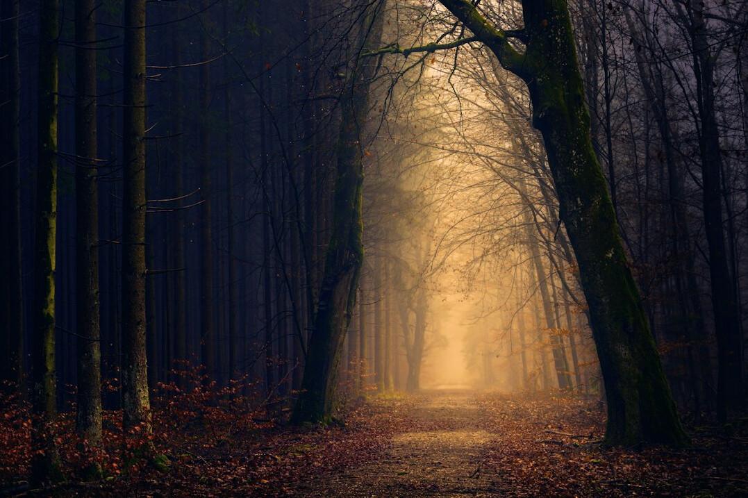 foggy forest path