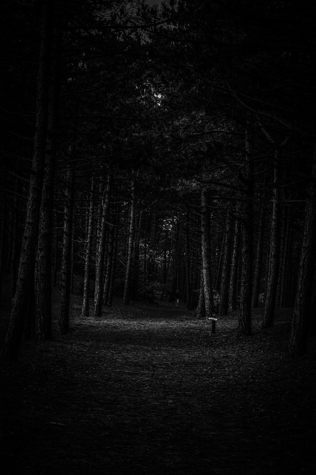 dark mysterious forest
